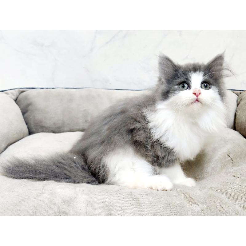 販売中の北海道のノルウェージャンフォレストキャット-133557の6枚目