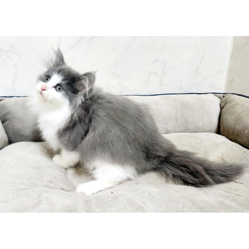 販売中の北海道のノルウェージャンフォレストキャット-133557の5枚目