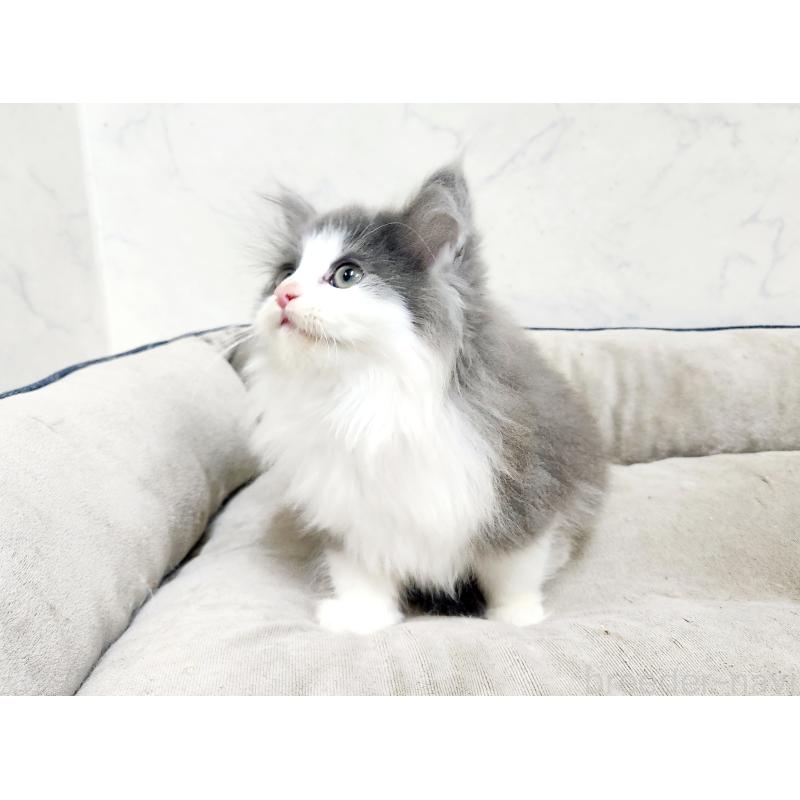 販売中の北海道のノルウェージャンフォレストキャット-133557の4枚目