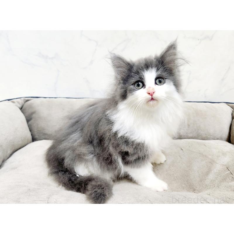 販売中の北海道のノルウェージャンフォレストキャット-133557の3枚目