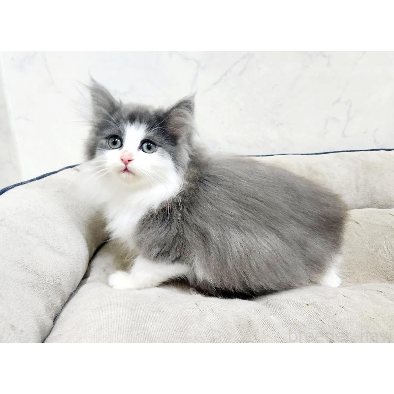 販売中の北海道のノルウェージャンフォレストキャット-133557の2枚目