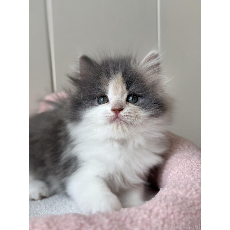 販売中の福岡県のスコティッシュフォールド-133559の9枚目