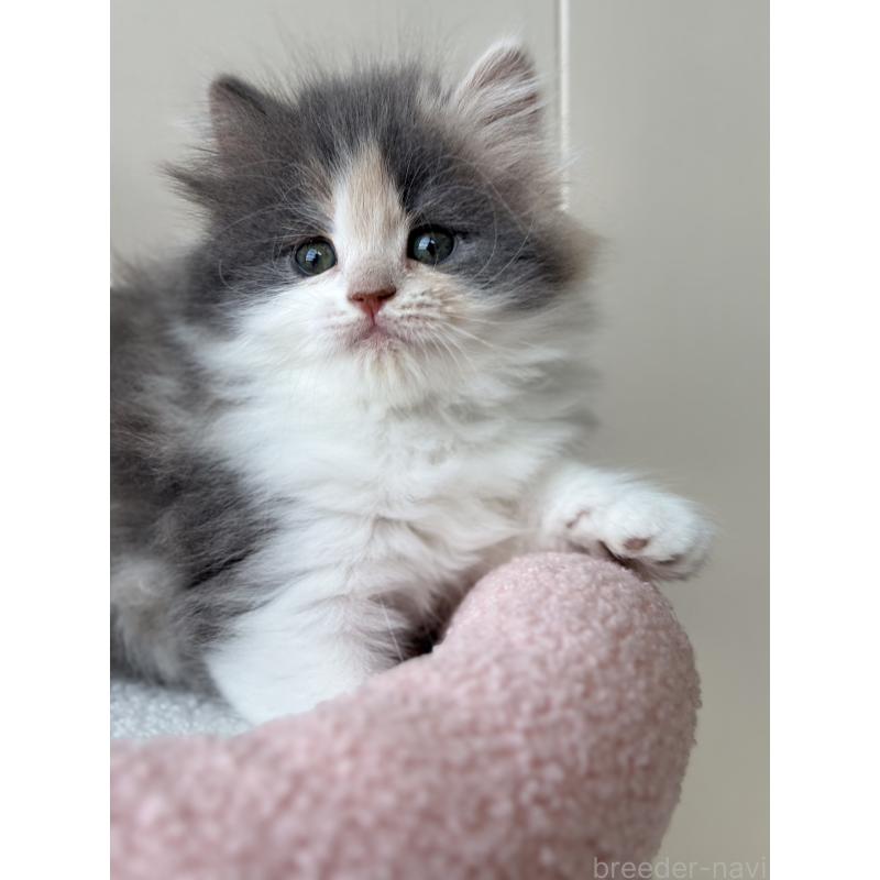 販売中の福岡県のスコティッシュフォールド-133559の8枚目