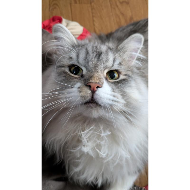 販売中の大阪府のミヌエット-121834の4枚目