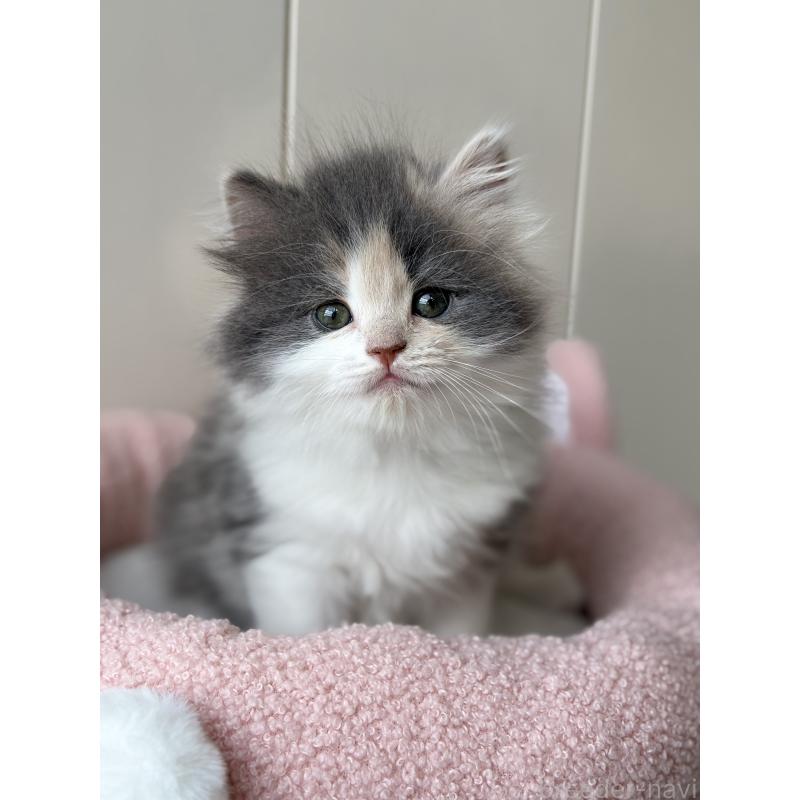 販売中の福岡県のスコティッシュフォールド-133559の7枚目