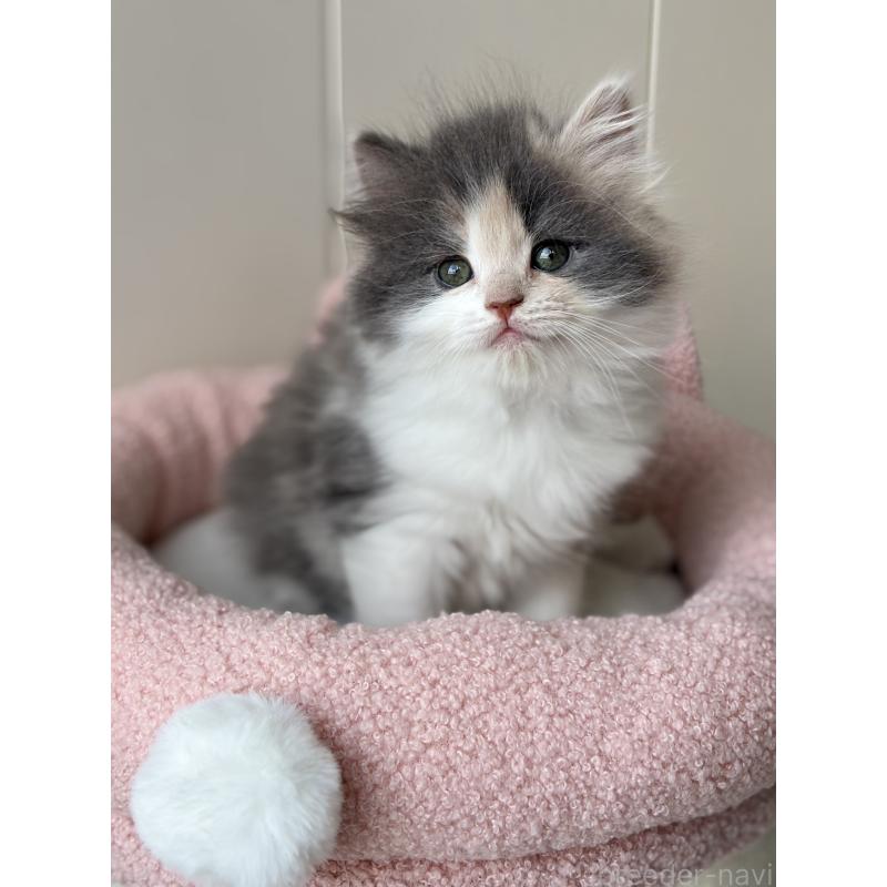 販売中の福岡県のスコティッシュフォールド-133559の6枚目