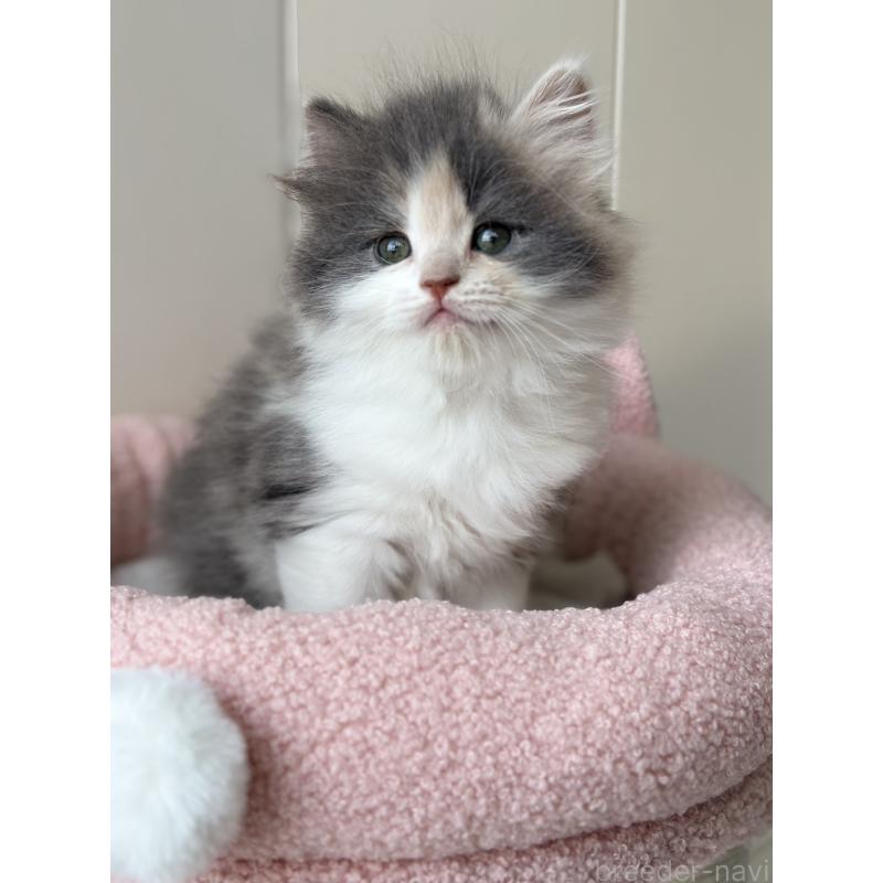 販売中の福岡県のスコティッシュフォールド-133559の5枚目