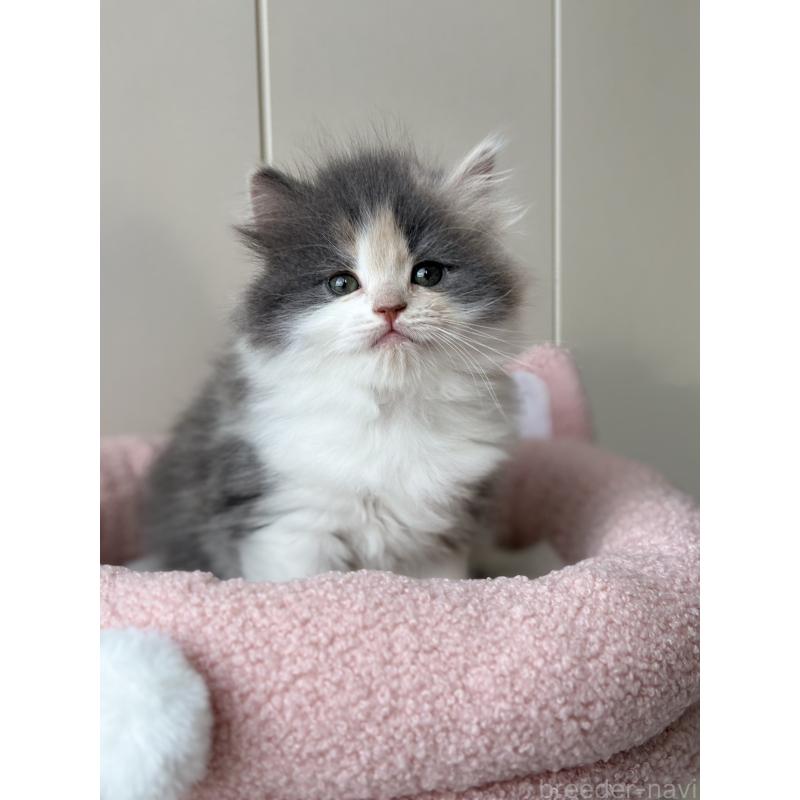 販売中の福岡県のスコティッシュフォールド-133559の4枚目