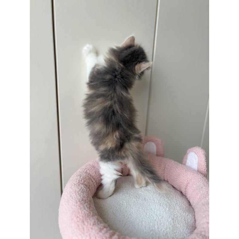 販売中の福岡県のスコティッシュフォールド-133559の3枚目