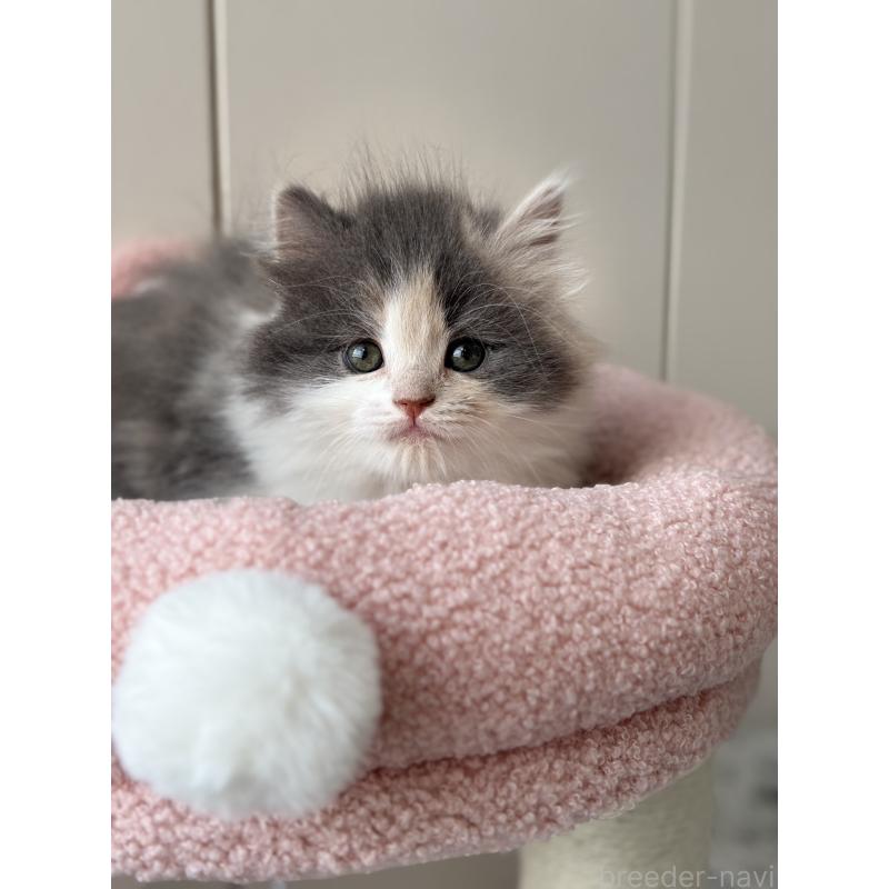 販売中の福岡県のスコティッシュフォールド-133559の2枚目