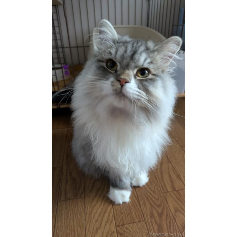 販売中の大阪府のミヌエット-121834の3枚目