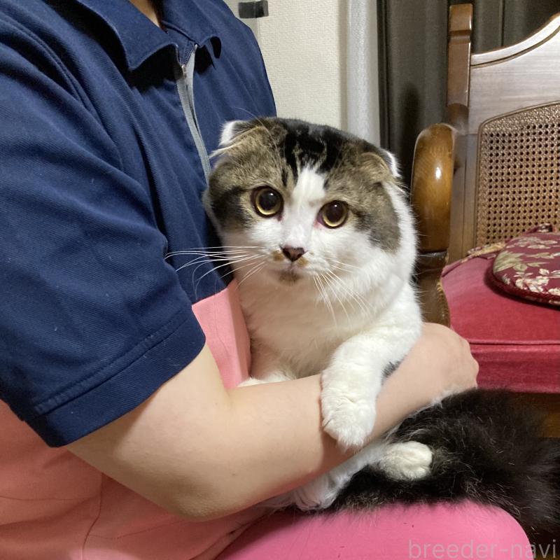 販売中の広島県のスコティッシュフォールド(折れ耳)-111943の3枚目