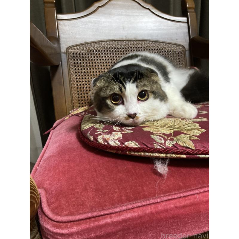 販売中の広島県のスコティッシュフォールド(折れ耳)-111943の2枚目