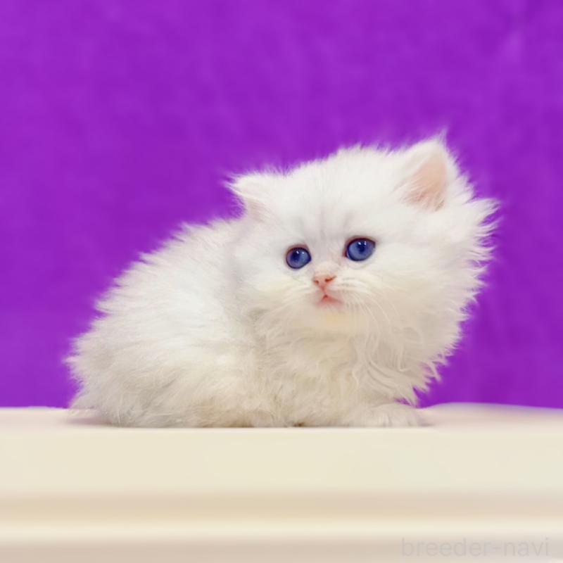 販売中の大阪府のブリティッシュショートヘア-133442の4枚目