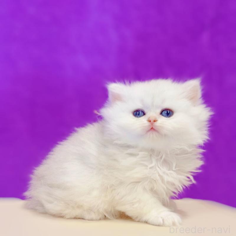 販売中の大阪府のブリティッシュショートヘア-133442の2枚目