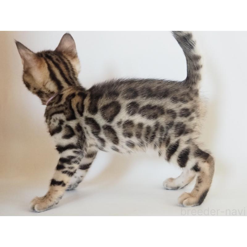 販売中の神奈川県のベンガル-133443の10枚目