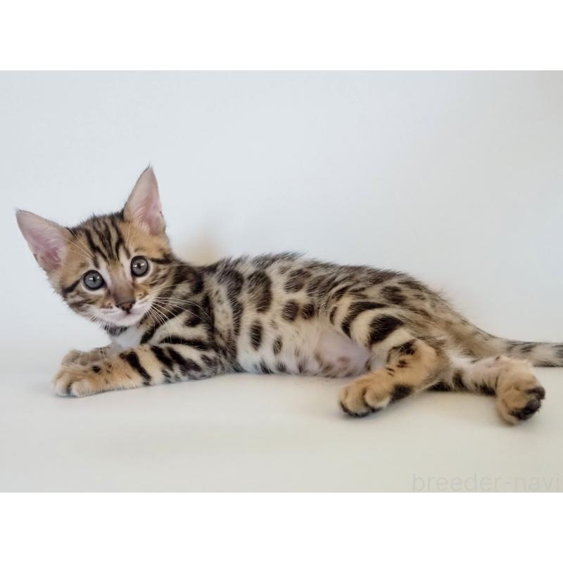 販売中の神奈川県のベンガル-133443の8枚目