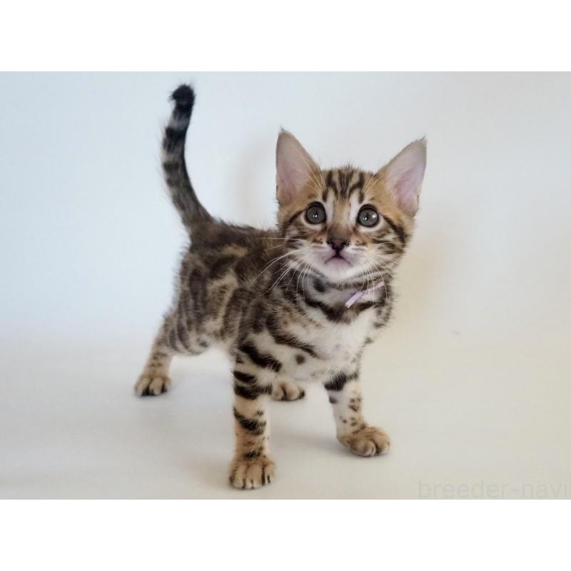 販売中の神奈川県のベンガル-133443の6枚目