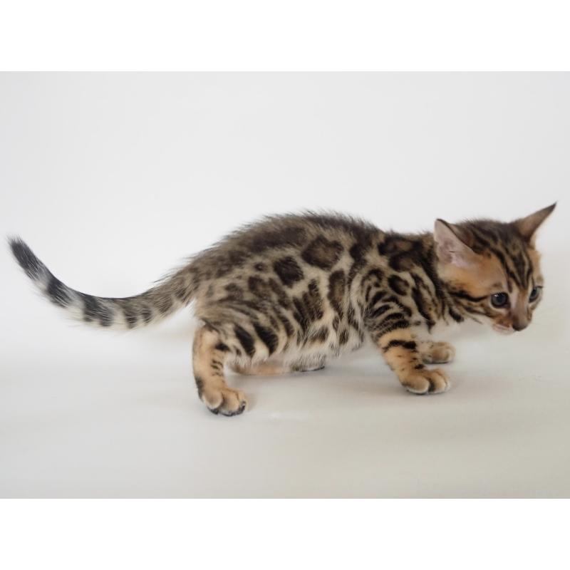 販売中の神奈川県のベンガル-133443の3枚目