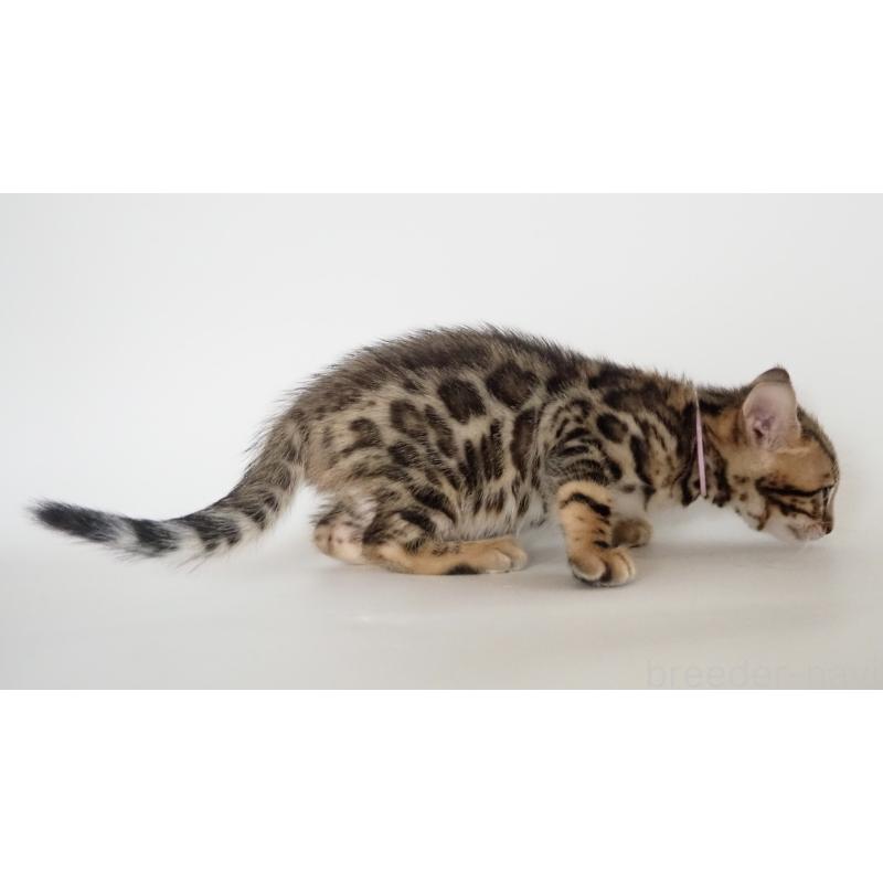 販売中の神奈川県のベンガル-133443の2枚目