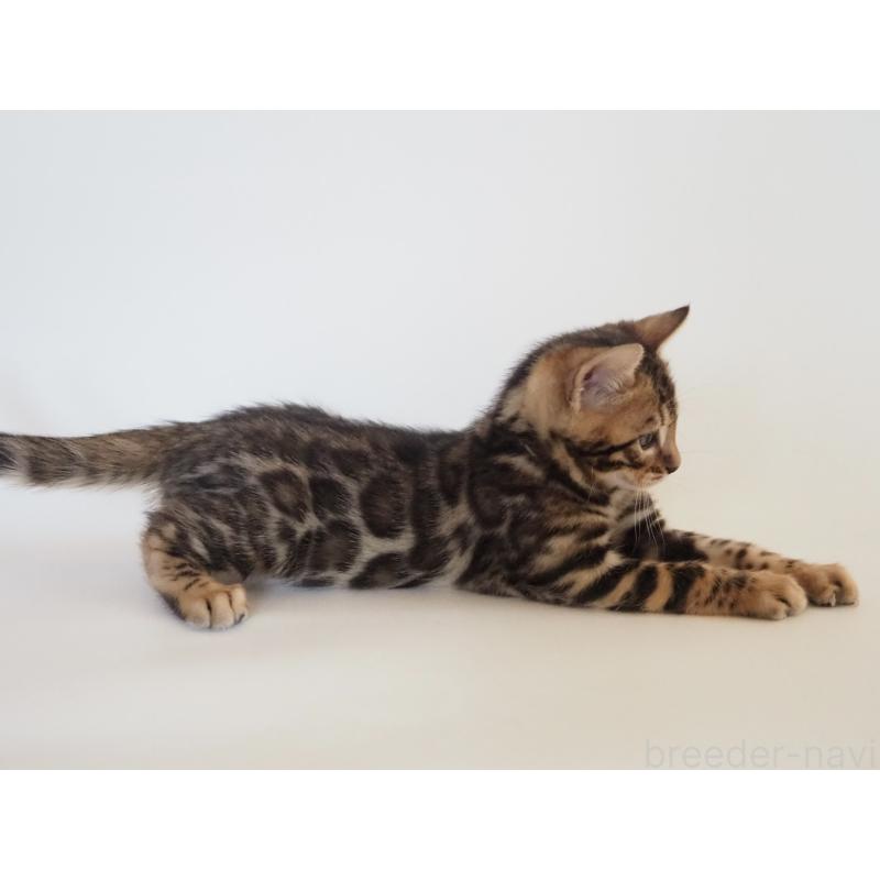 販売中の神奈川県のベンガル-133444の3枚目