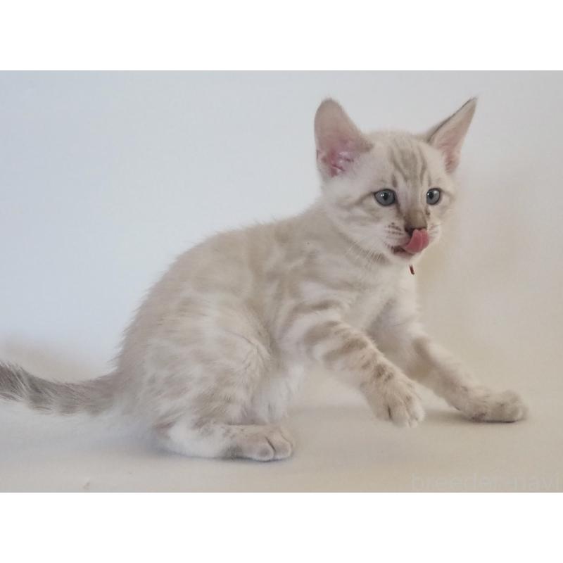 販売中の神奈川県のベンガル-133445の15枚目