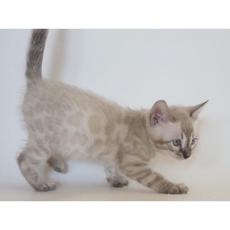 販売中の神奈川県のベンガル-133445の13枚目