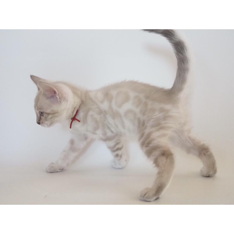 販売中の神奈川県のベンガル-133445の12枚目