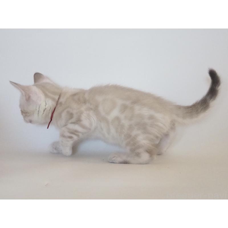 販売中の神奈川県のベンガル-133445の10枚目