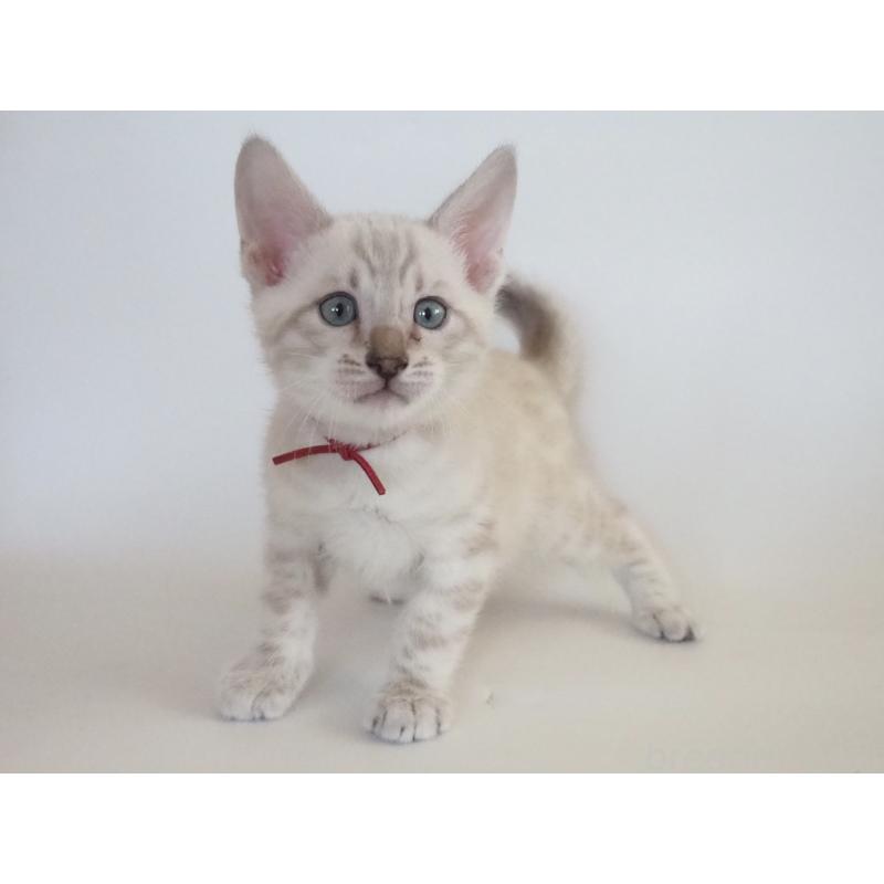 販売中の神奈川県のベンガル-133445の9枚目