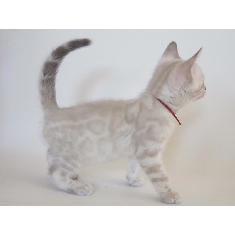 販売中の神奈川県のベンガル-133445の7枚目