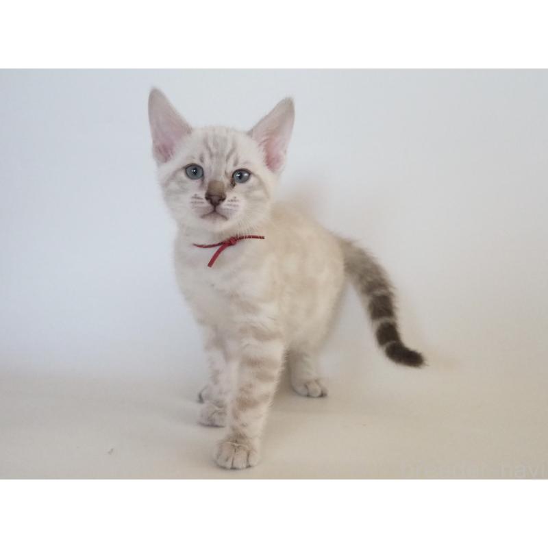 販売中の神奈川県のベンガル-133445の6枚目