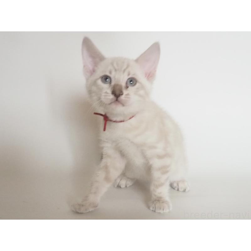 販売中の神奈川県のベンガル-133445の3枚目