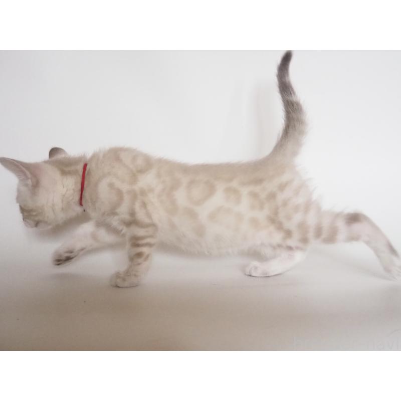 販売中の神奈川県のベンガル-133445の2枚目