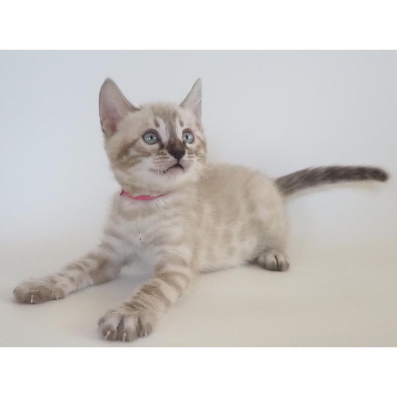 販売中の神奈川県のベンガル-133446の11枚目