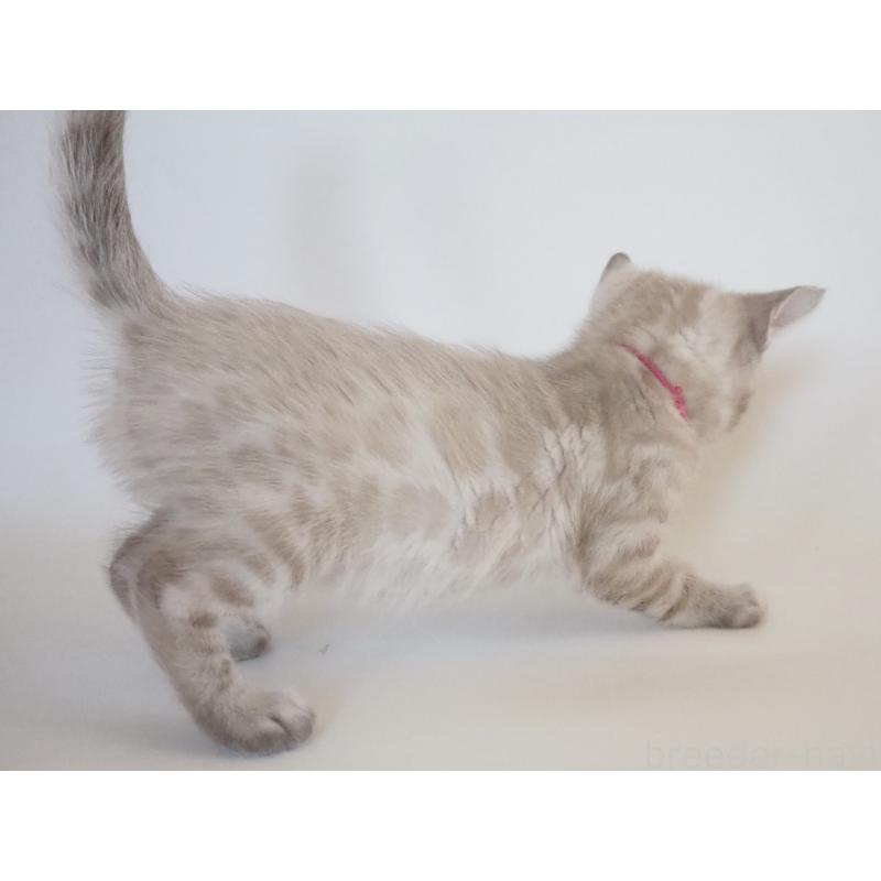 販売中の神奈川県のベンガル-133446の9枚目