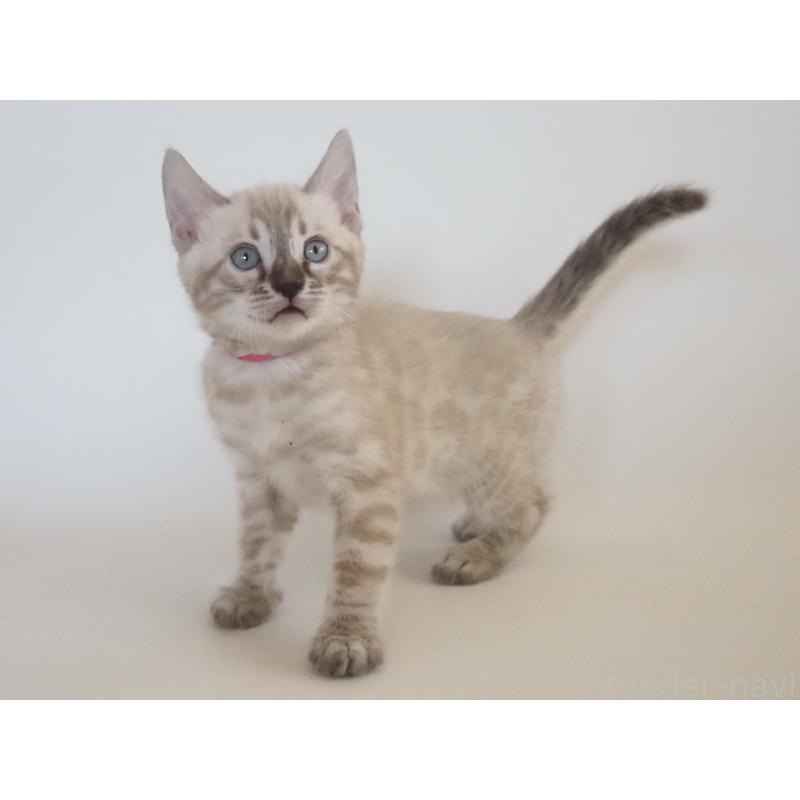 販売中の神奈川県のベンガル-133446の8枚目