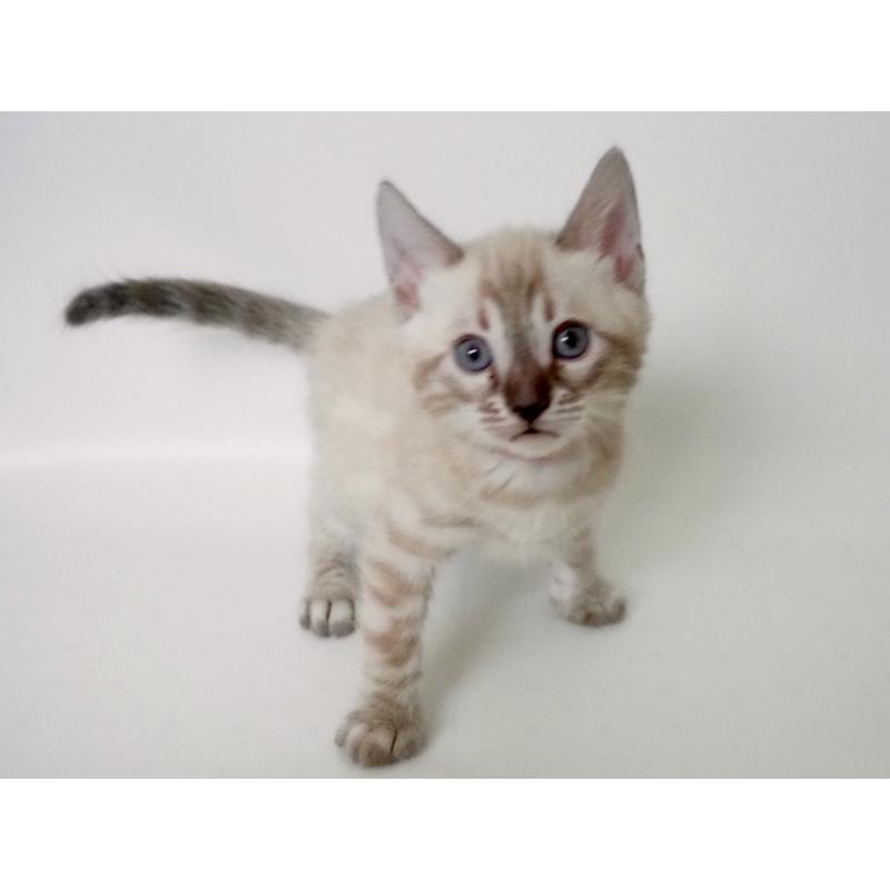 販売中の神奈川県のベンガル-133446の3枚目