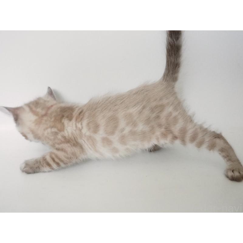 販売中の神奈川県のベンガル-133446の2枚目