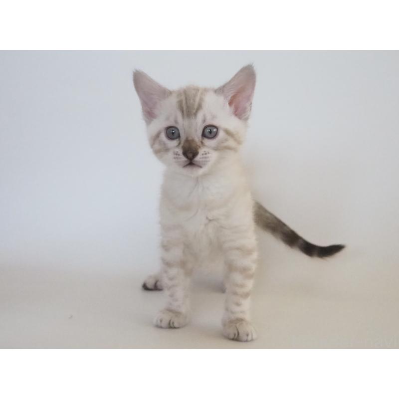 販売中の神奈川県のベンガル-133447の13枚目