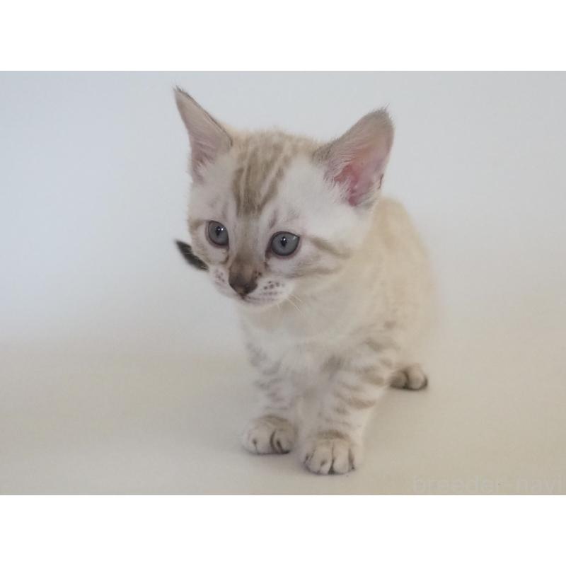 販売中の神奈川県のベンガル-133447の12枚目