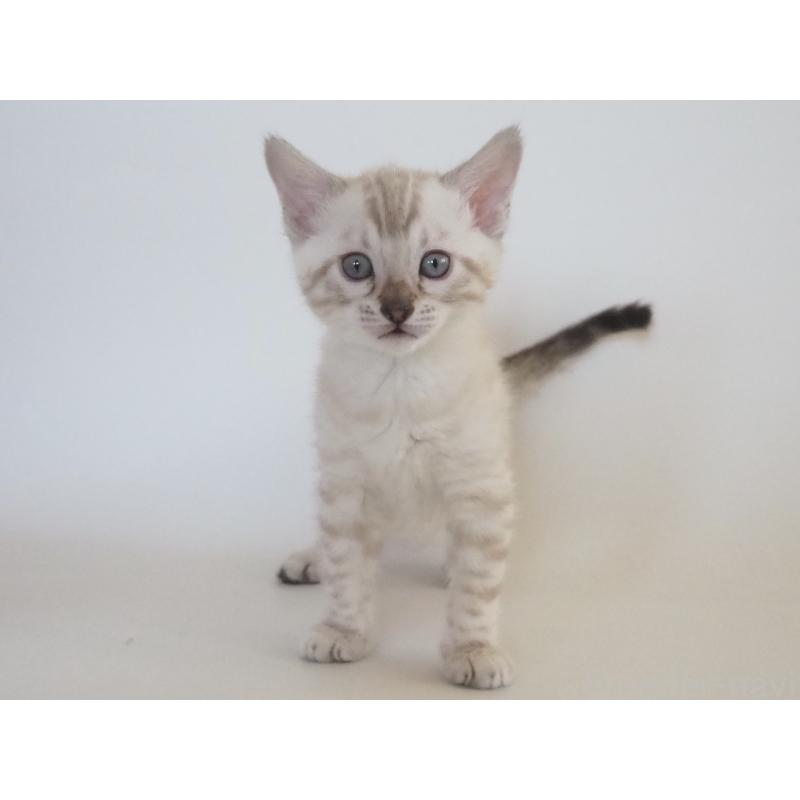 販売中の神奈川県のベンガル-133447の10枚目