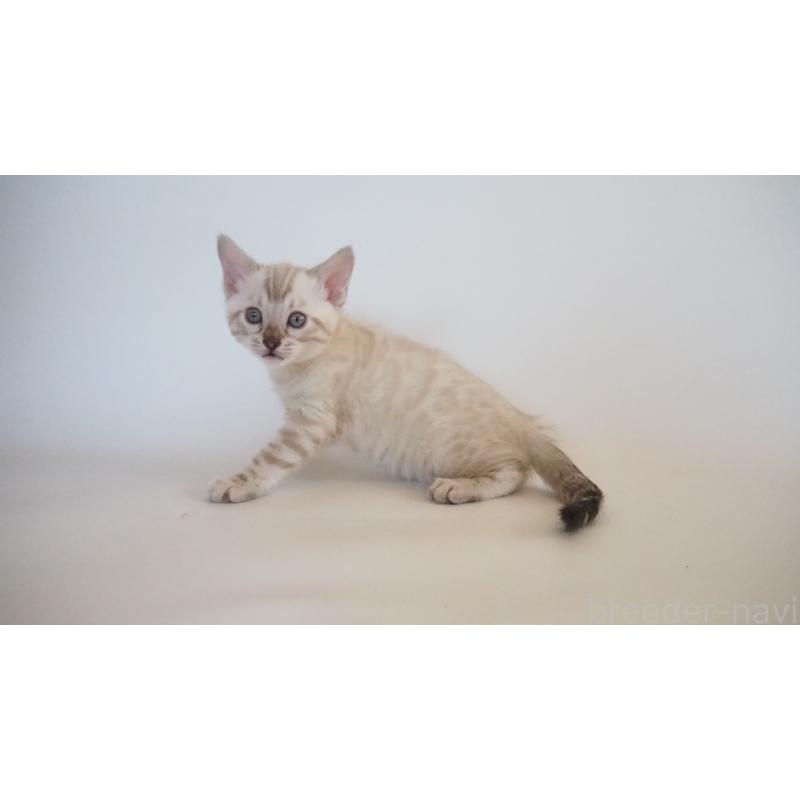 販売中の神奈川県のベンガル-133447の9枚目