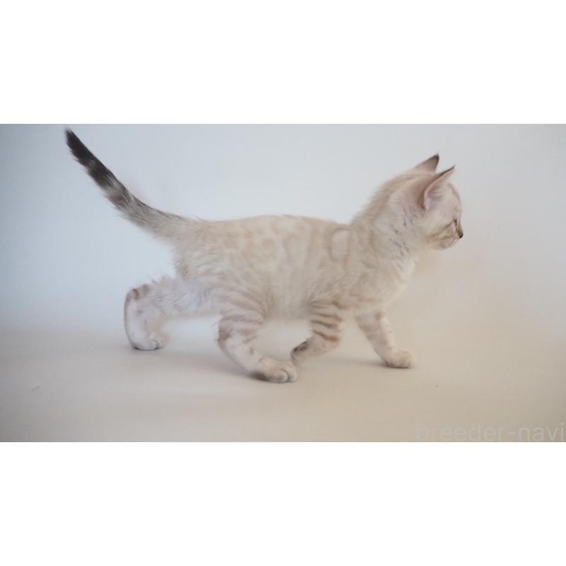 販売中の神奈川県のベンガル-133447の8枚目