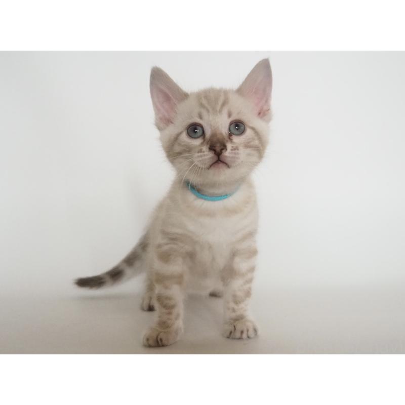 販売中の神奈川県のベンガル-133447の6枚目