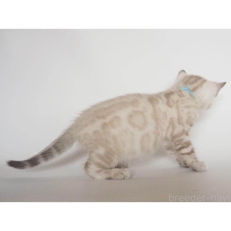 販売中の神奈川県のベンガル-133447の5枚目