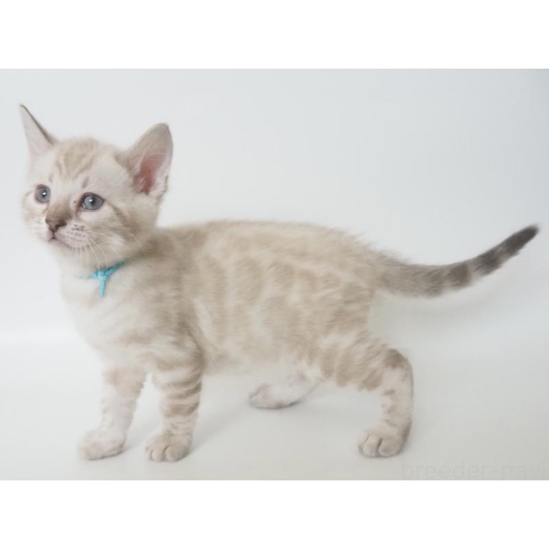 販売中の神奈川県のベンガル-133447の3枚目