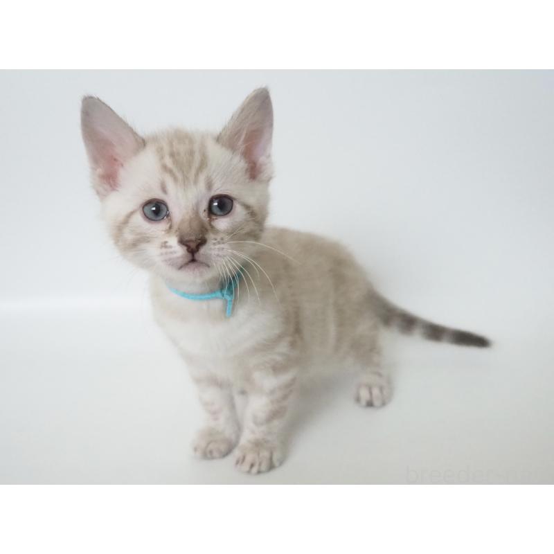 販売中の神奈川県のベンガル-133447の2枚目