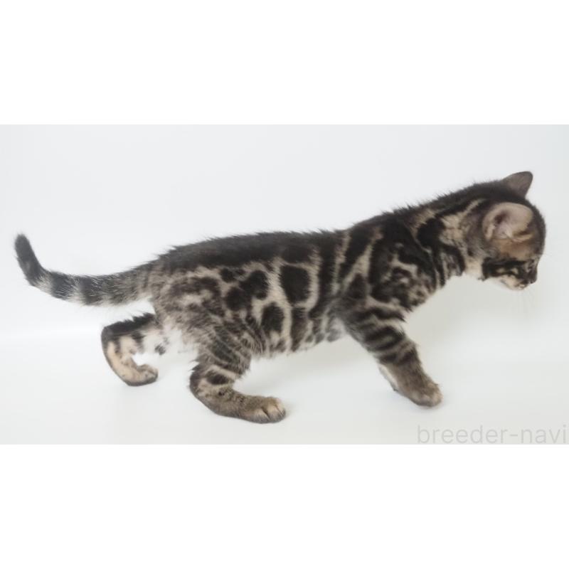 販売中の神奈川県のベンガル-133448の2枚目