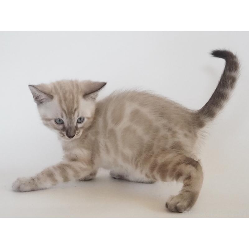 販売中の神奈川県のベンガル-133449の10枚目